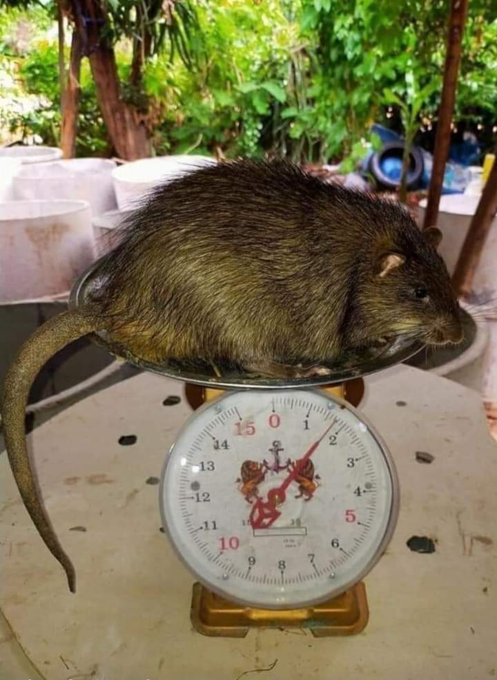 johnnymadon's tweet photo. Kuat makan dedak. Ini Tikus Hud Hud https://t.co/5xKw53UiAk