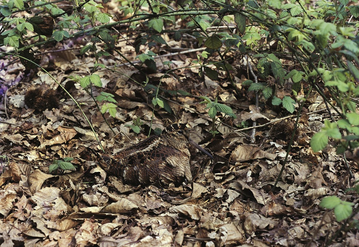 11. WOODCOCK are strange & beautifully-camouflaged woodland waders. They nest in drier, leaf-littered woods with bramble, but probe for worms in wetter areas. They also benefit greatly from reduced levels of ground predation. Can you spot the nesting female below?