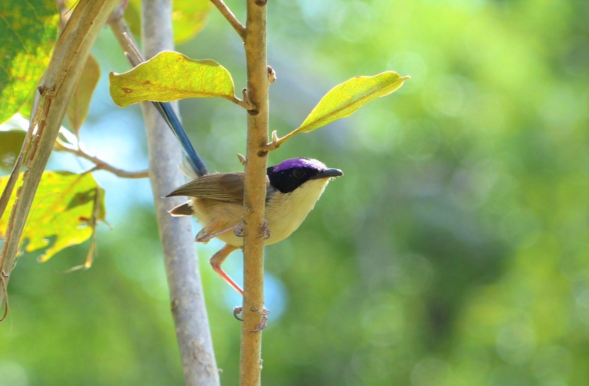 Michael Roast (@roasty247) on Twitter photo I'm very pleased to say our new paper was published today with <a href="/royalsociety/">The Royal Society</a> Proceedings B! Key finding: Maintaining #immune function does not appear costly for overall #fitness in a wild #bird population. doi.org/10.1098/rspb.2… I'm very pleased to say our new paper was published today with <a href="/royalsociety/">The Royal Society</a> Proceedings B! Key finding: Maintaining #immune function does not appear costly for overall #fitness in a wild #bird population. doi.org/10.1098/rspb.2…