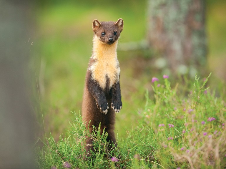 8. Other predators, such as the pine marten, are both predated and displaced, to some degree, by lynx. Now, these masterful egg-thieves don’t have things all their own way. Ground-nesting birds’ eggs, however, are largely unknown in the diet of lynx.