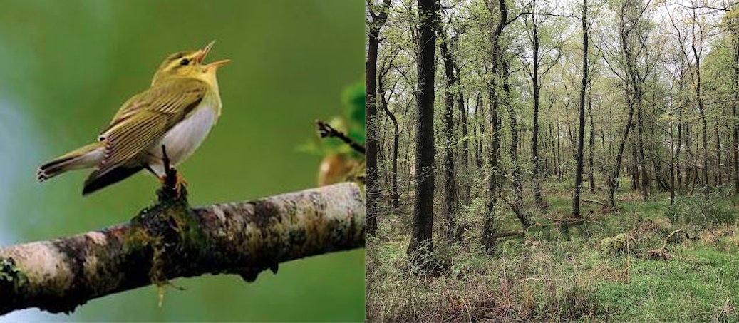 10. WOOD WARBLERS, nesting in fairly open woodland, prefer to drop from saplings or low branches into nests concealed on a leafy forest floor; often, in light bramble. Deer can maintain more open woodland floors, but too many, and that bramble layer can vanish; exposing nests.