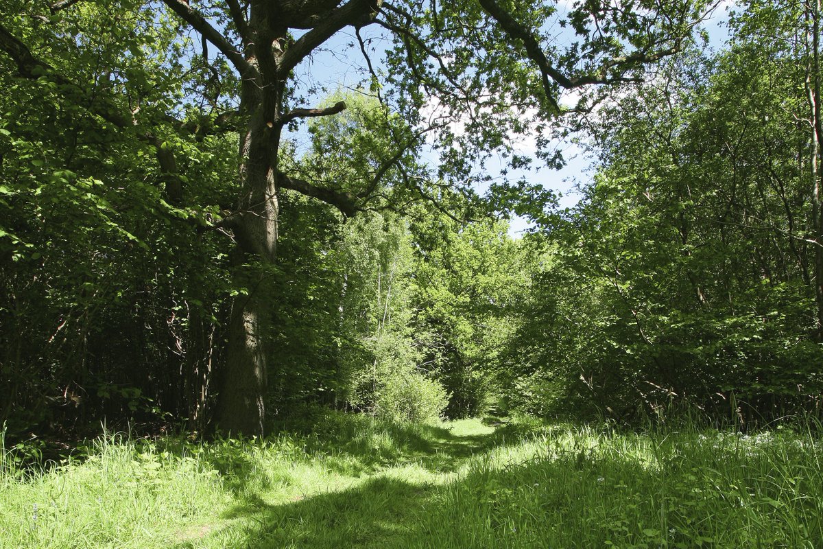 16. NIGHTINGALES deafen the dense shrublands of the eastern European forest edge as they once did here. In places like Bialowieza, dense thorn shade grows not only outwith but within woods: over-browsing, however, destroys this shady shell (below, a deer-fenced area in Suffolk).