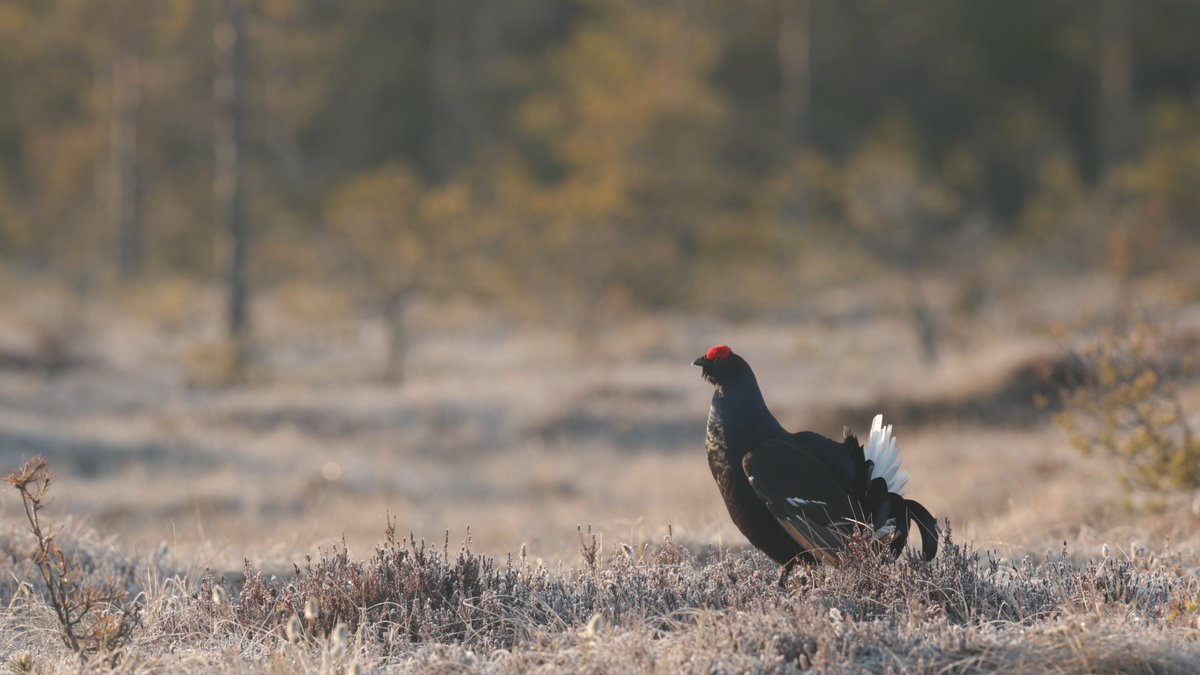 13. BLACK GROUSE are as iconic as they’re complex: a ground-nesting species, favouring rushy moors, pastures or clearings, but often feasting, come autumn, in young, protein-rich birch shrubs at the woodland edge. The Lynx effects the profusion and regrowth of such habitats.