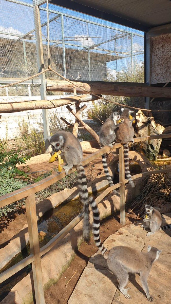 sustainablegolf's tweet photo. All of the unused bananas from the two @EuropeanTour  tournaments at GEO Certified® @Aphrodite_Golf have been/will be taken to Paphos Zoo for the animals to enjoy. 

They have been gratefully received so far! 

#WildlifeWednesday #SustainableGolf #CyprusShowdown
#CyprusOpen https://t.co/TukIGEKXxc