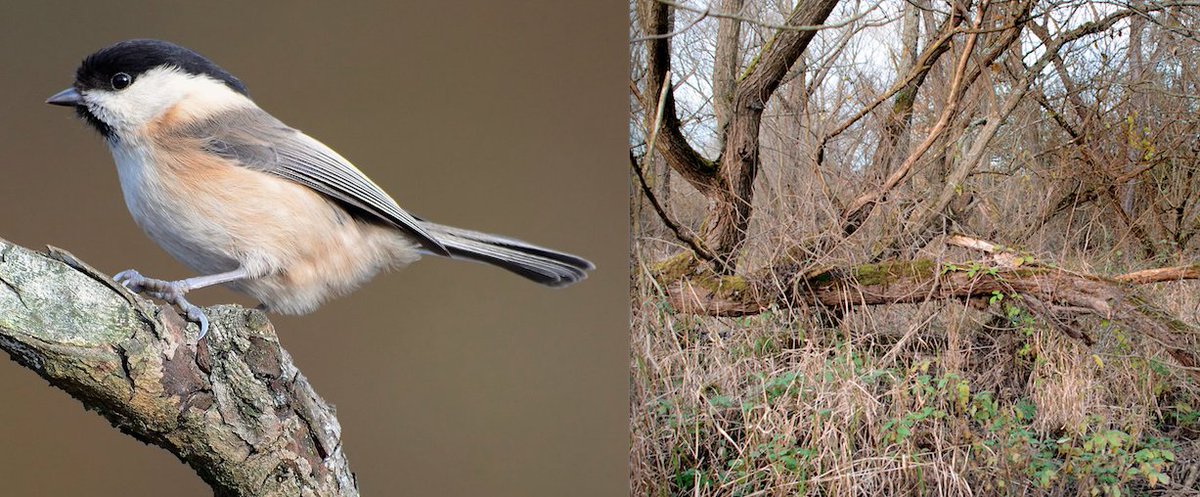 15. WILLOW TITS, now critically endangered, are the denizens of a rotting dank now rarely found in many woodlands. Buzzing through a dense maze of fetid branches, they require continual new growth as well which, as it grows then decays, becomes of use for nesting & feeding.