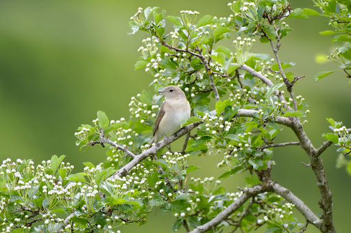 17. GARDEN WARBLERS, which inhabit a billowing world of dense bushes and nesting thorn bushes, can still be found commonly around our wastelands and railway lines – but were once far commoner in our woodlands, too. Deer fear would, over time, help their melodious world reform.