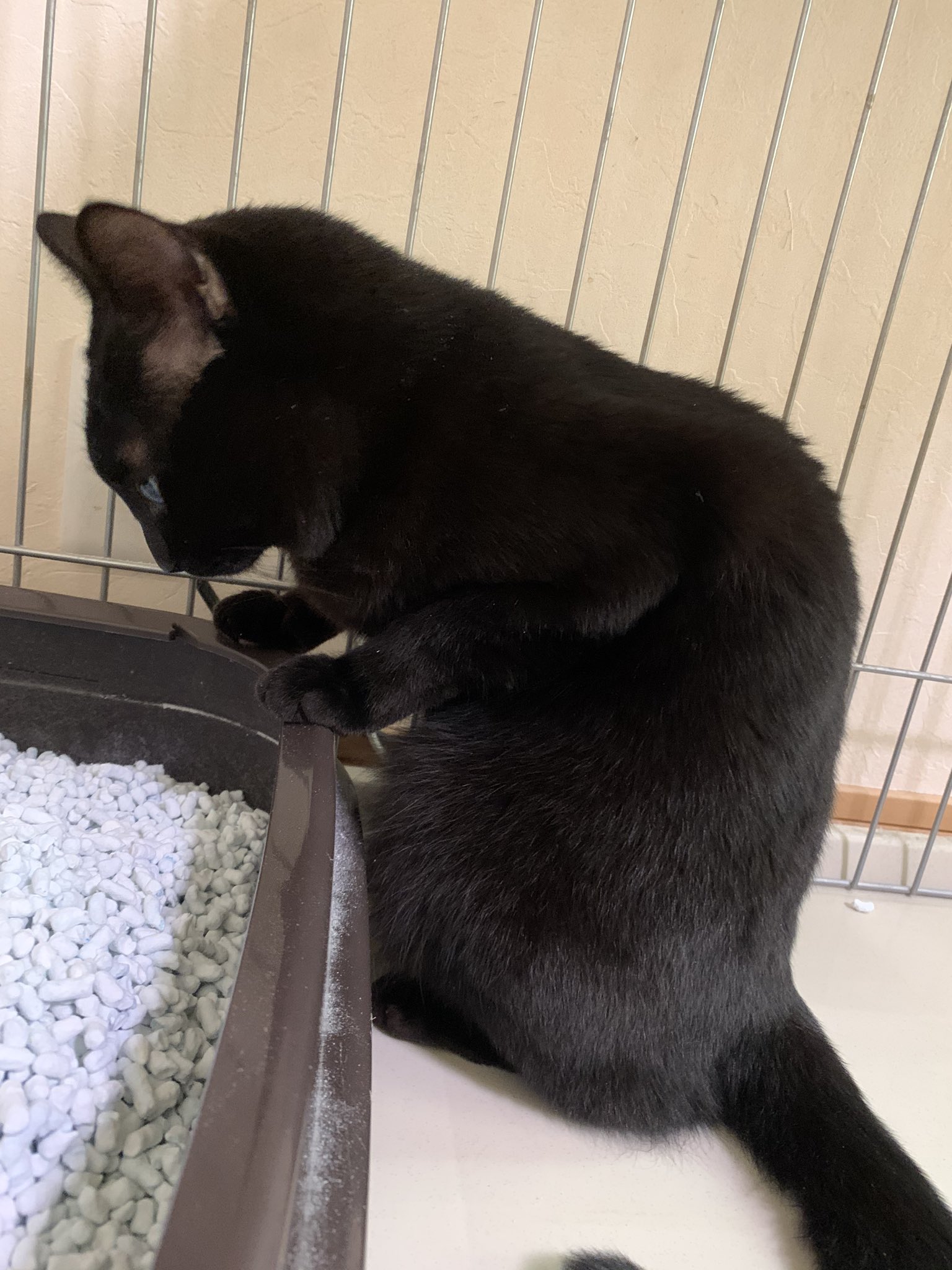 黒猫のこんぶ あのー トイレ汚いんで 掃除してもらいますか 黒猫 こんぶ おうち猫 綺麗好き おトイレ もふ 猫好きさんと繋がりたい T Co E6hfb9i1sc Twitter