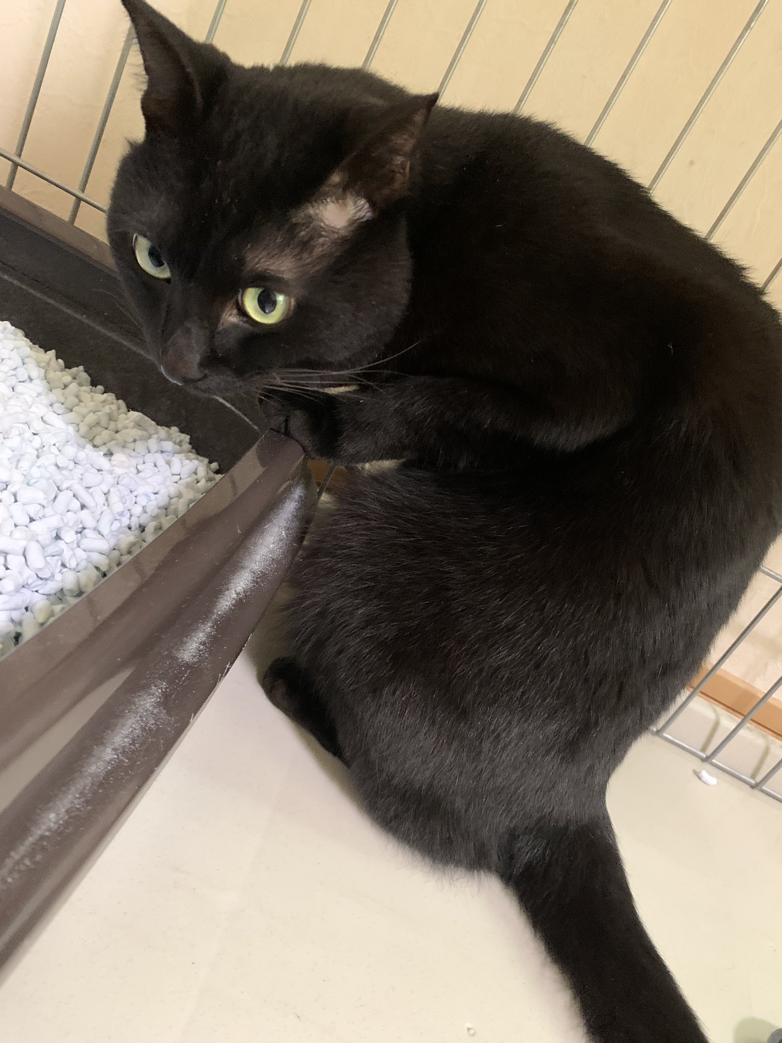 黒猫のこんぶ あのー トイレ汚いんで 掃除してもらいますか 黒猫 こんぶ おうち猫 綺麗好き おトイレ もふ 猫好きさんと繋がりたい T Co E6hfb9i1sc Twitter