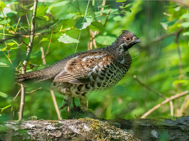 19. HAZEL-GROUSE, a striking forest species, was resident in Britain a very long time ago; only a few fossils survive. We don’t know why they went, or exactly when: we do know they thrive beside lynx in Bialowieza, in a maze of under-storey trees. One day, we may want them back.