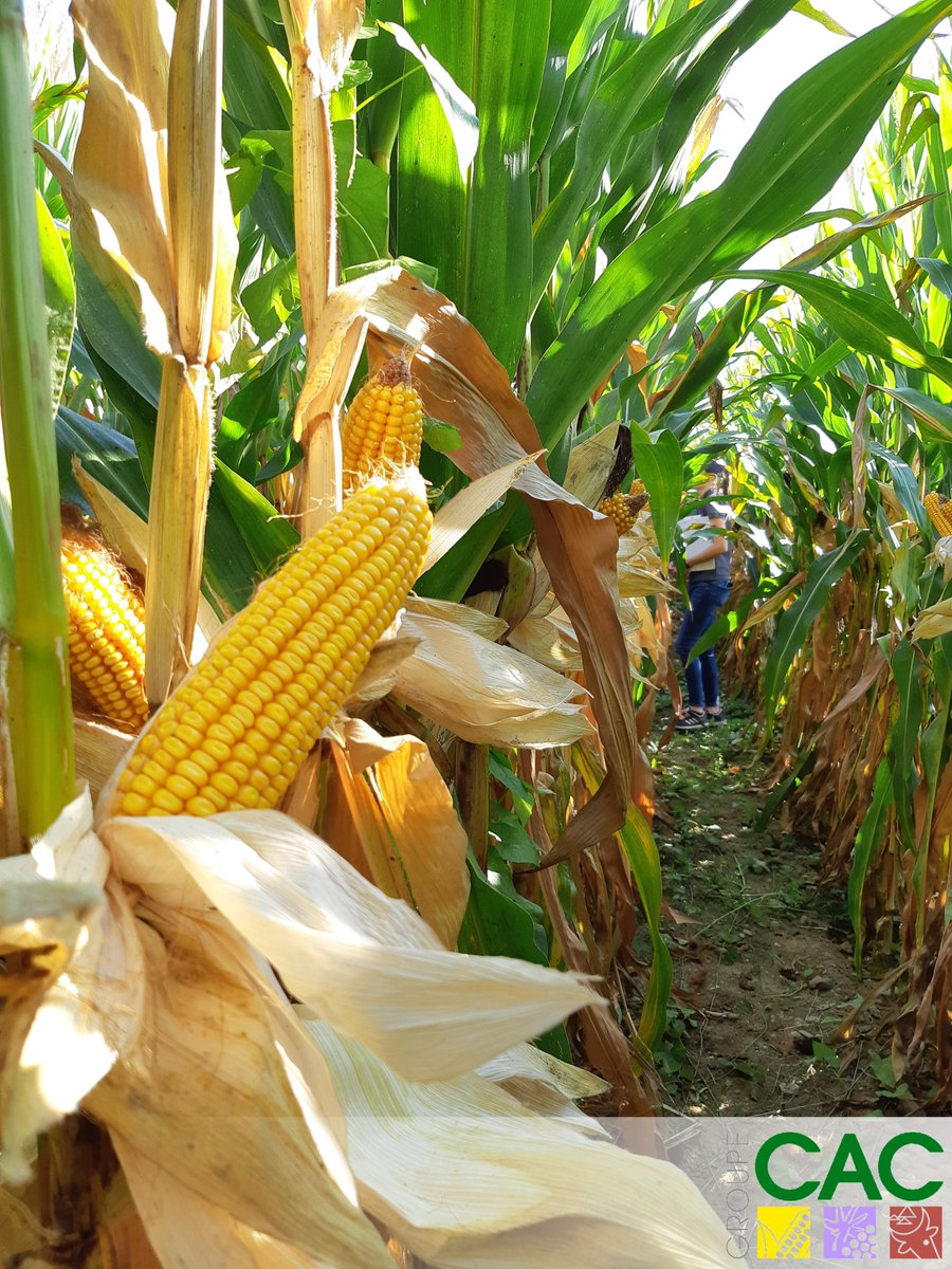 Déplafonnement des rendements✅sur la plateforme🌽de la #CAC68 avec une moyenne à 191q/ha 
🏆 moda: 211q/ha
🏆 répétition: 229q/ha

👉Place à l’analyse pour comprendre les différences entre densités x écartements x génétique &amp; tirer tous les enseignements de ce beau travail #3VA