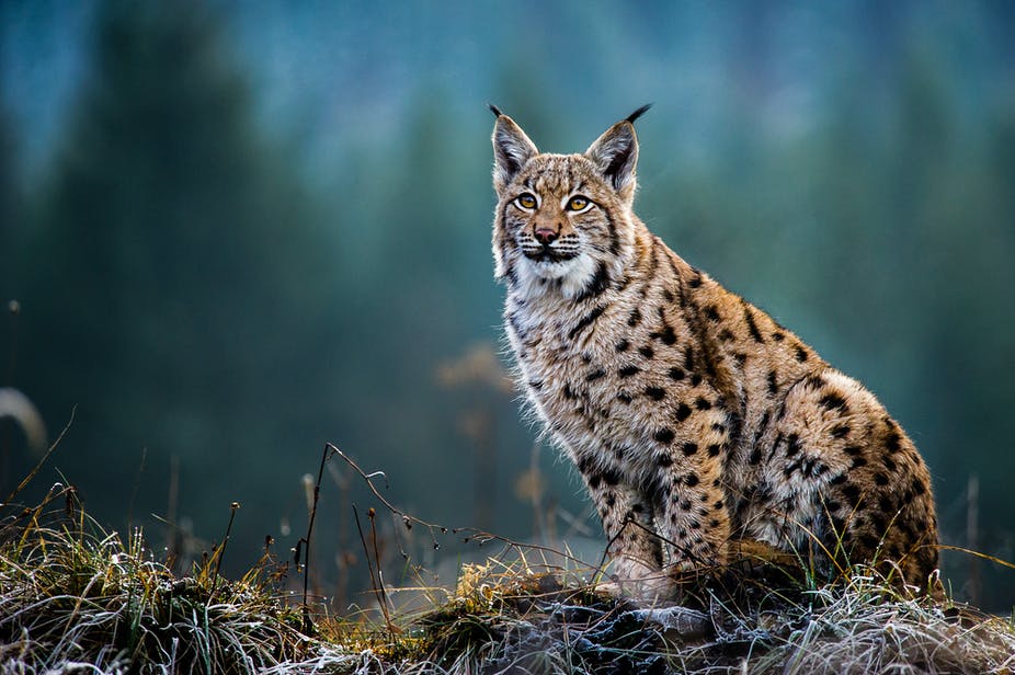 20. If we let lynx slink back into our woodlands, the dawn chorus a hundred years from now – long after my short time on this planet - may deafen and amaze. Lynx are foresters & site managers as surely as ourselves. And, right now, to save woodland birds, we may need their help.