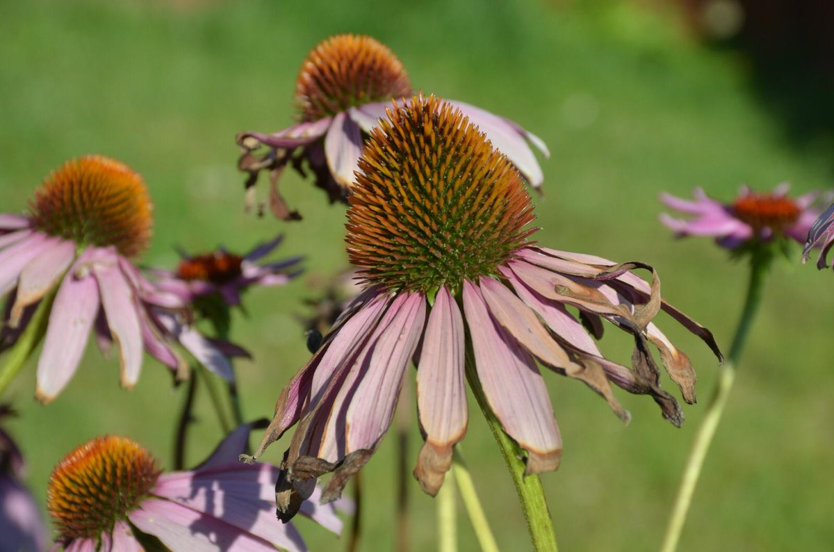 Bir deli rüzgarda benim ülkemde esse;
Bunca acıyı, kederi, üzüntüyü, kalp kırıklığını alıp götürse ..."
#ÜmitYaşarOğuzcan