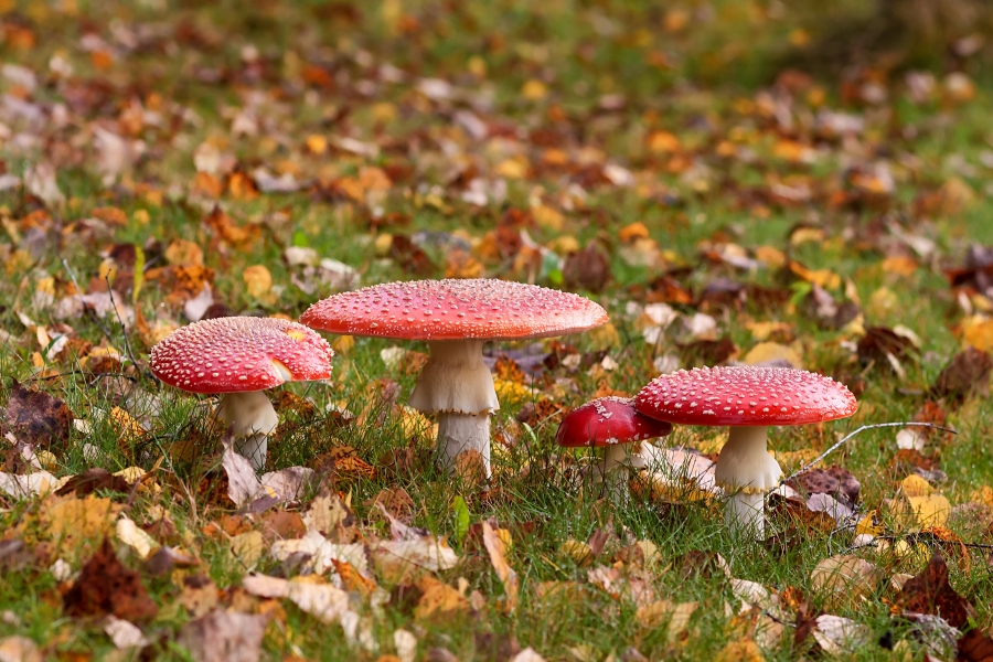 One WonUp Win #plants wonup free #photocontest by k009034 votoart.com/challenge.php?… <a href="/votoart/">VotoArt Photography</a> #photography