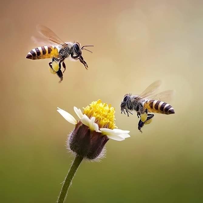 شيء من الجمال..!