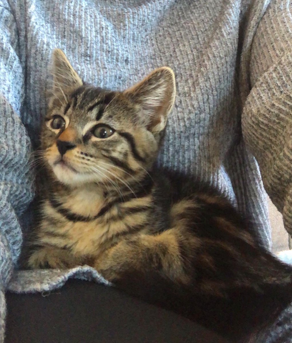 Our new kitten, Dennis 😊💙 Featuring the few brief moments that he has sat still since he arrived 😂
