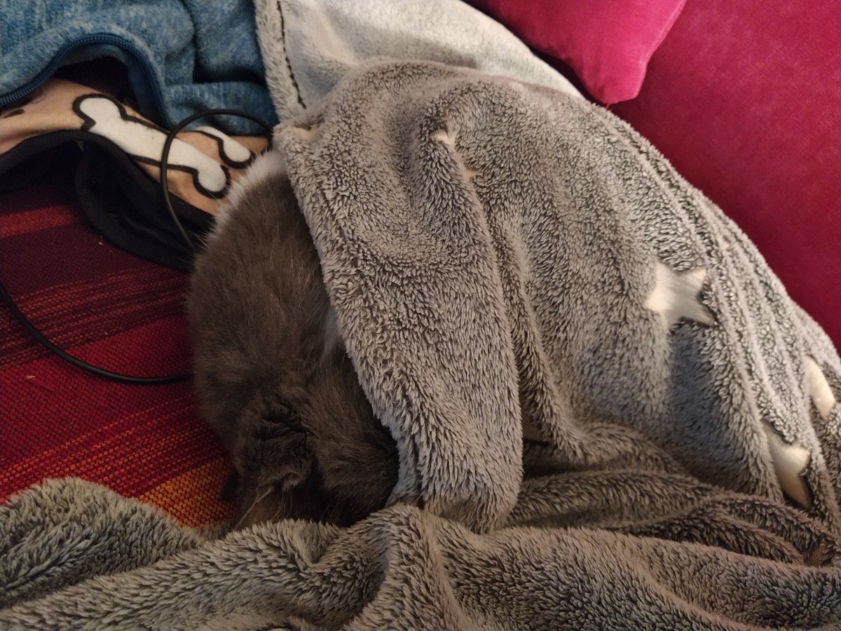 chalbator's tweet image. Hier c'était une grosse journée pour moi : nouvelle maison, voyages dans la boîte dans la boîte qui roule 😾, visite chez la Blouse 😾 alors je fais le repos.