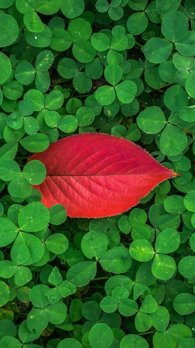 _rezerve_'s tweet photo. 🍀ЦЕПОЧКА ТВИТТЕРСКИХ НА УДАЧУ🍀

 🍀читай меня (я #взаимный)🍀

🍀делай ретвит🍀

🍀читай ретвитнувших🍀

🍀будь взаимным🍀

*шутка про 0 рт на удачу* 

#ВзаимнаяПодписка
#ЦепочкаФолловеров
#цепочкаТвиттерских https://t.co/cRKHBN5lxJ https://t.co/foecQMRVvq