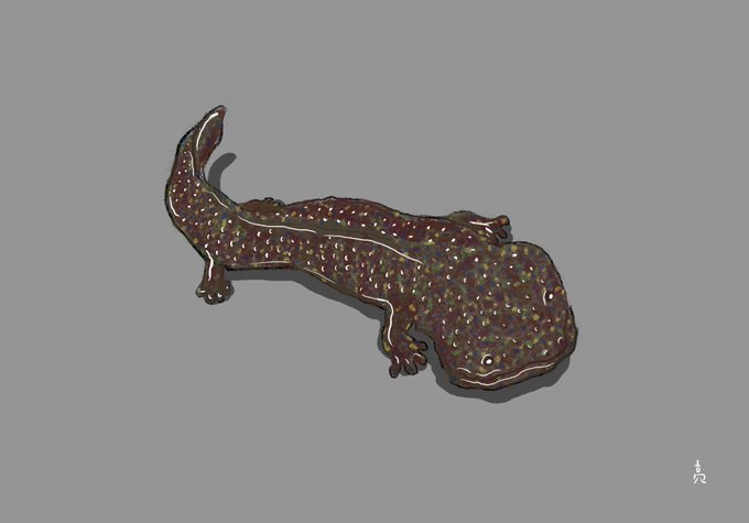 オオサンショウウオのtwitterイラスト検索結果 オオサンショウウオのtwitterイラスト検索結果