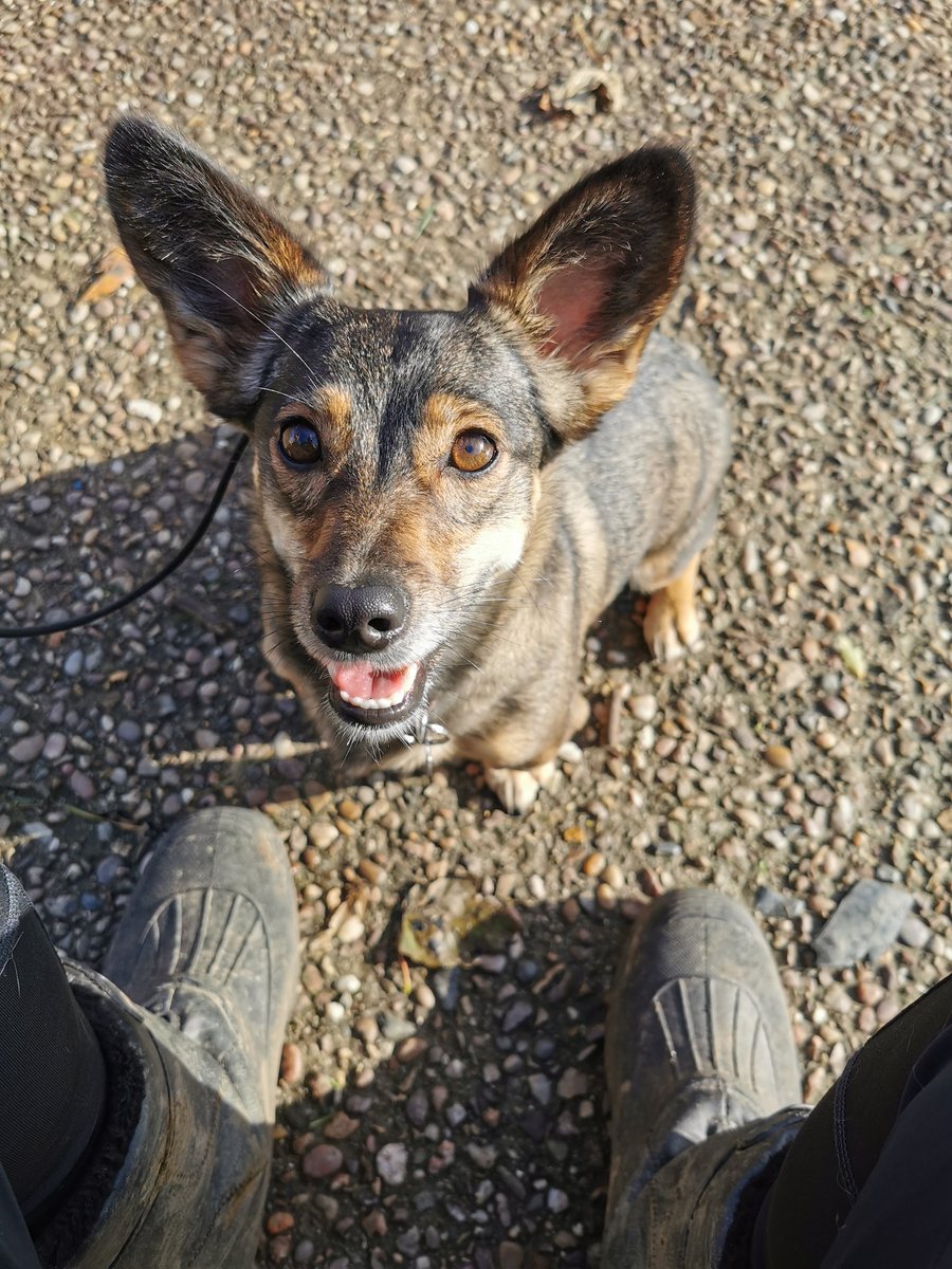 One more day until Cici is home from Training!!! Can't wait to see this beautiful little face 😍