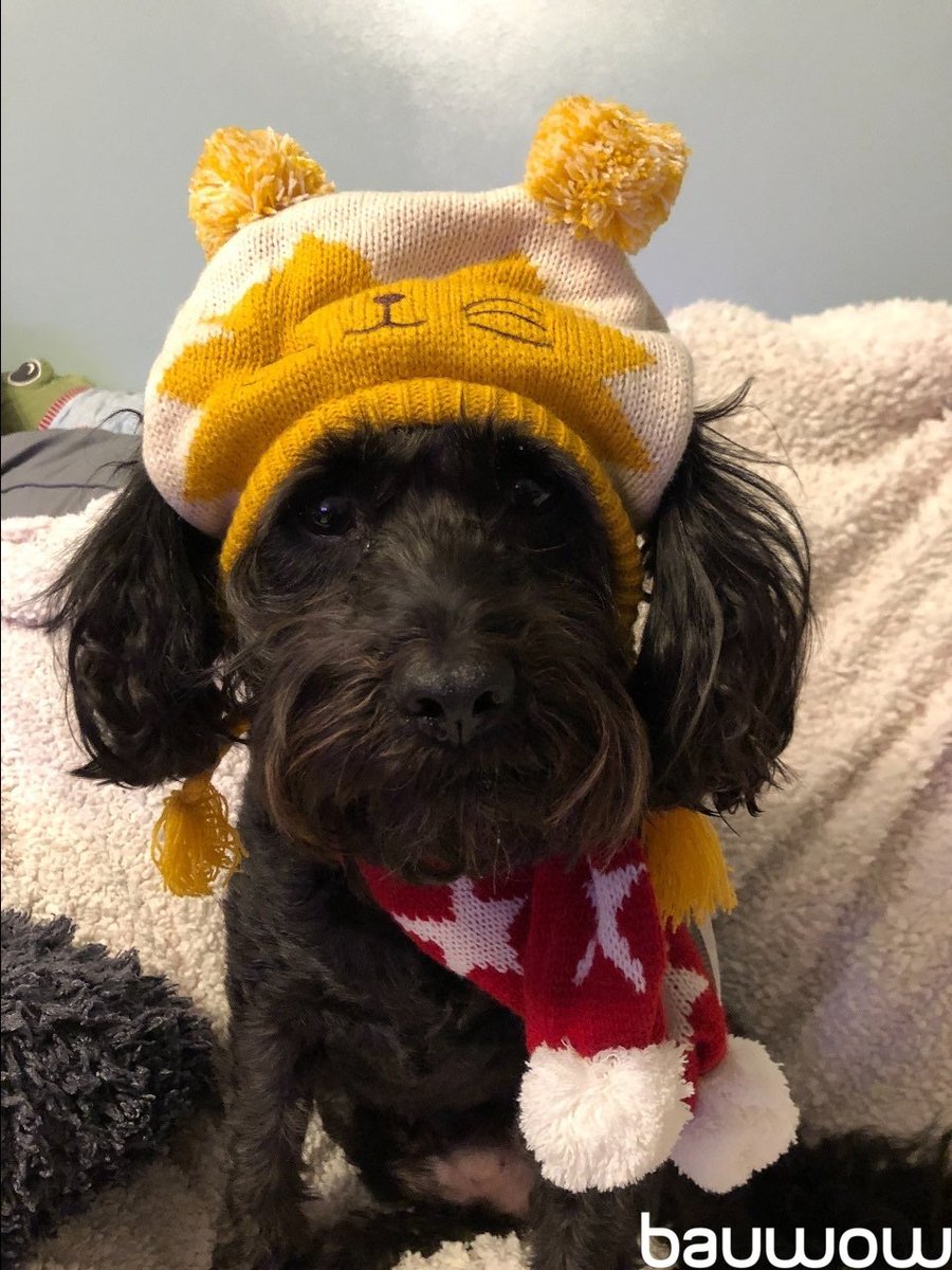 Billy: Mother says winter is coming. So she made me dress up like an idiot again.  #PetsOfBauwow #TheDailyBark

Join Bauwow 👉 onelink.to/s26zbc