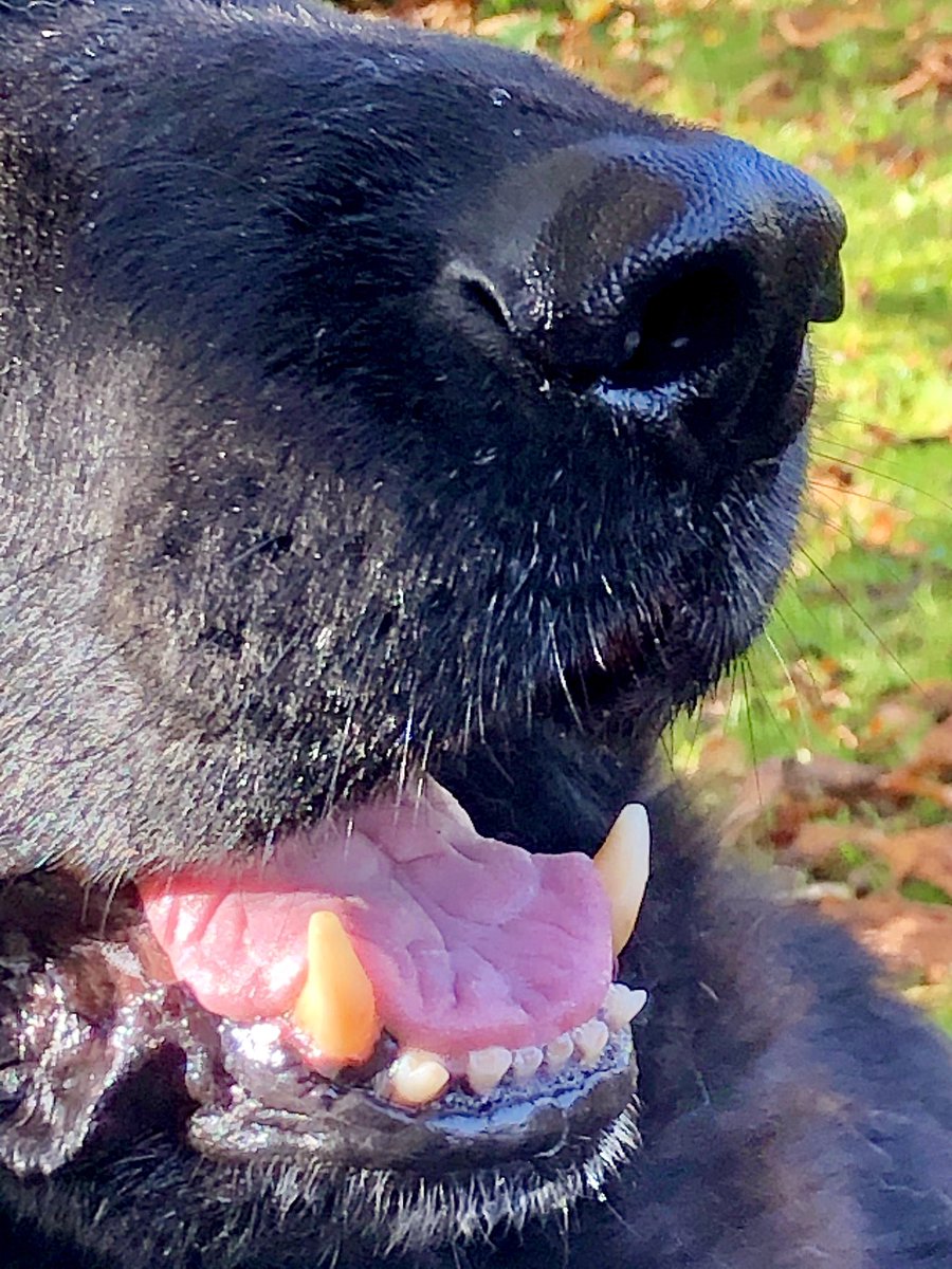 The Big Fellows nose