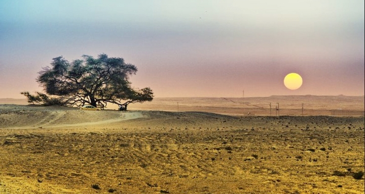 arboles_magicos's tweet photo. El árbol más aislado del mundo es "El Árbol de la vida" (Shajarat-al-Hayat) en Baréin, tiene aproximadamente 400 años de edad y 9.75 m de altura, es una Prosopis cineraria y está situado a unos 3 km de la fuente de agua más cercana posible, que además está a 300 m de profundidad. https://t.co/cNzUFyNmKp