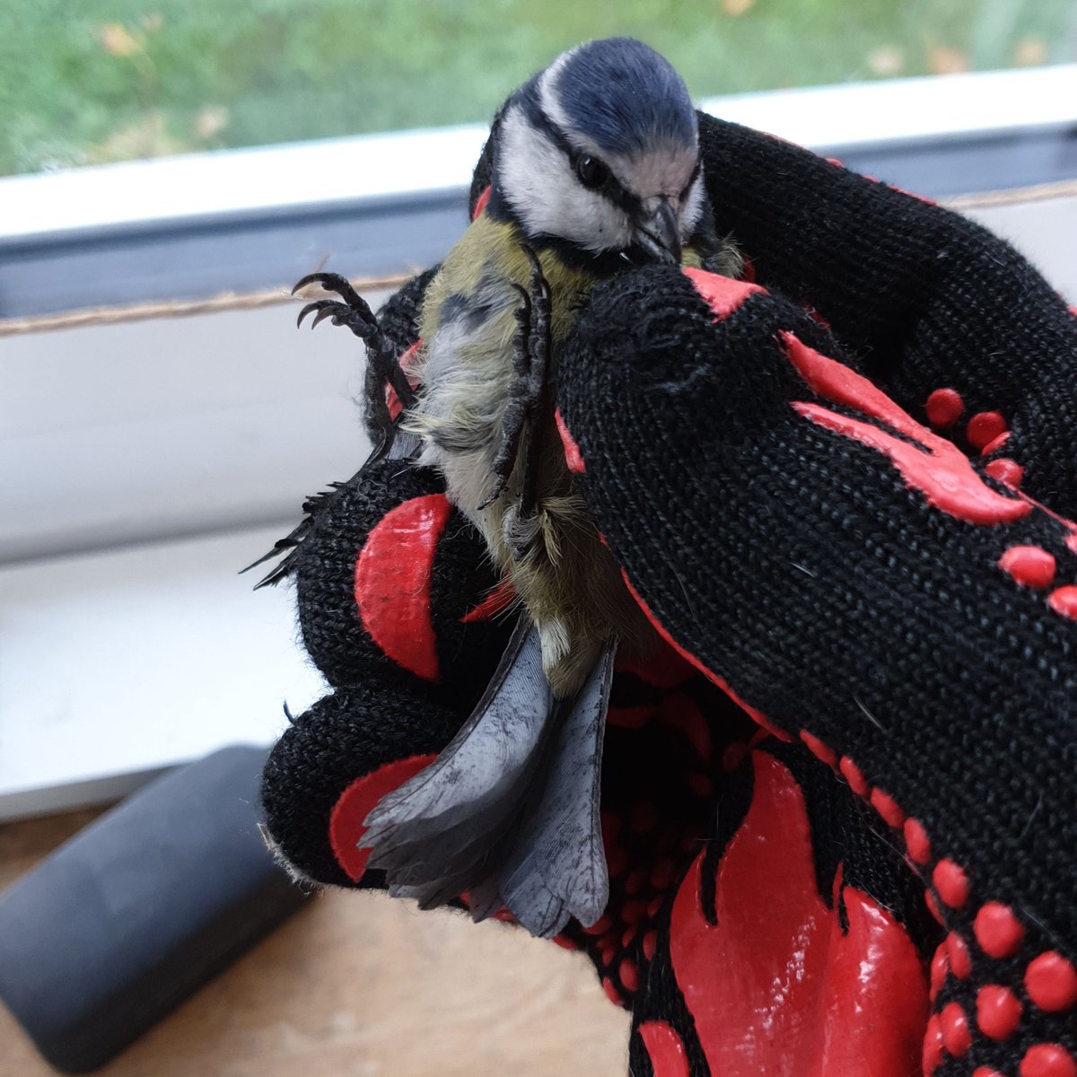 scaddingk's tweet image. Unexpected guest down the log burner flue this morning.  Luckily it wasn't on and after a bit of chasing, flew off outside shortly after this. #bluetit