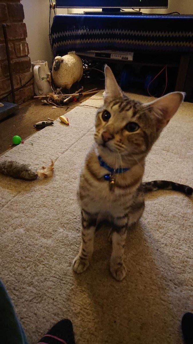 AlanDaffern's tweet photo. ‼️#Missing Cat‼️

Please help find Marji - 5yr old #SavannahCat 

Last seen 31/10/20 #LadyCanningsPlantation #Sheffield #SYorks 

friendly and chatty likely to be seeing shelter 

FINANCIAL REWARD for safe return 

Call  07547-276125 or 07793-276566

https://t.co/mEmsB6fn49 https://t.co/ZBWWTR09Hd