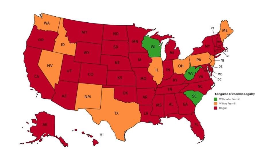 rsmiller6's tweet photo. Taking a break from the red and blue map.  Here is a map that shows the legality of owning a kangaroo. https://t.co/UDmp2Q7oMs