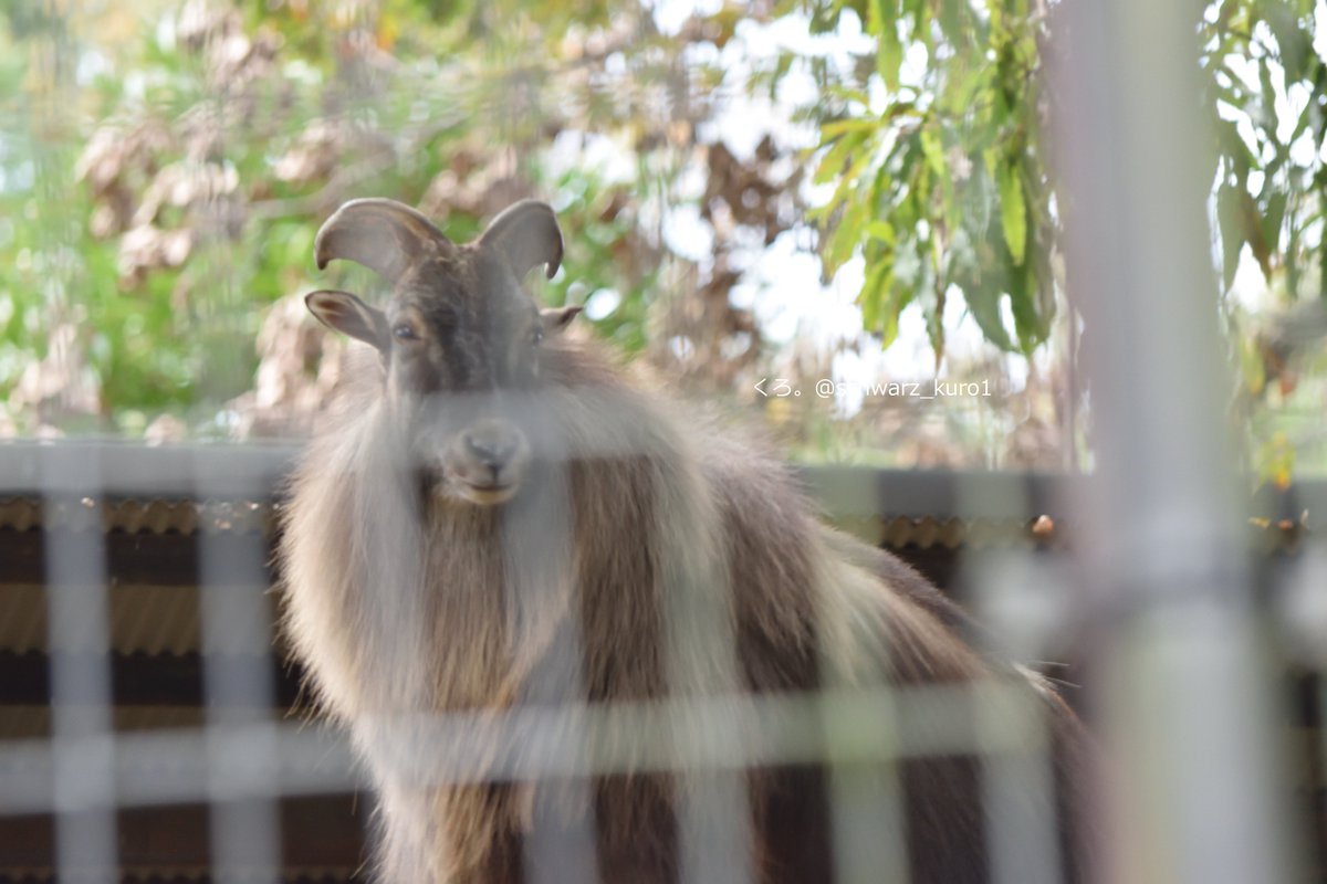 もっふもふ
(📷2020.11.03)
#多摩動物公園
#ヒマラヤタール #Himalayantahr https://t.co/bLtojnWke5
