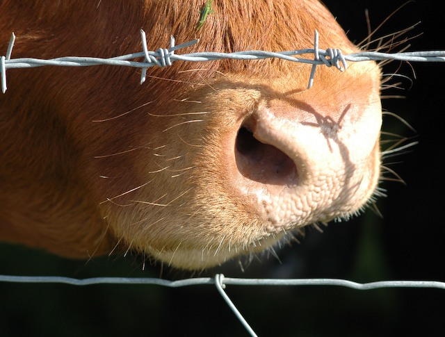 A cow nose