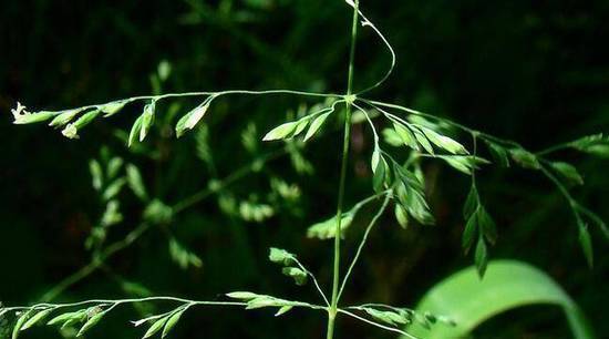 GARREAU75's tweet photo. #Phytostabilisation : Comment de « #mauvaises #herbes » aident à #dépolluer d’anciens #sites #miniers via @Zehub https://t.co/hXUGEBHbWS https://t.co/cYq5SgEkAQ