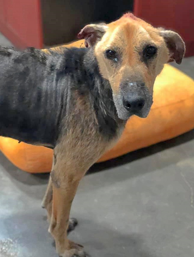 SosAbuelos1's tweet photo. #POLO (9 AÑITOS) VALENCIA
Recogido de noche vagando solito en medio de la carretera 😔
Tiene leishmania y necesita una acogida indefinida o adopción para recuperarse 🙏 un refugio no es sitio para un abuelo en este estado
Se lleva bien con perros y gatos

Edita 617575548 https://t.co/jSYh4k6zYg