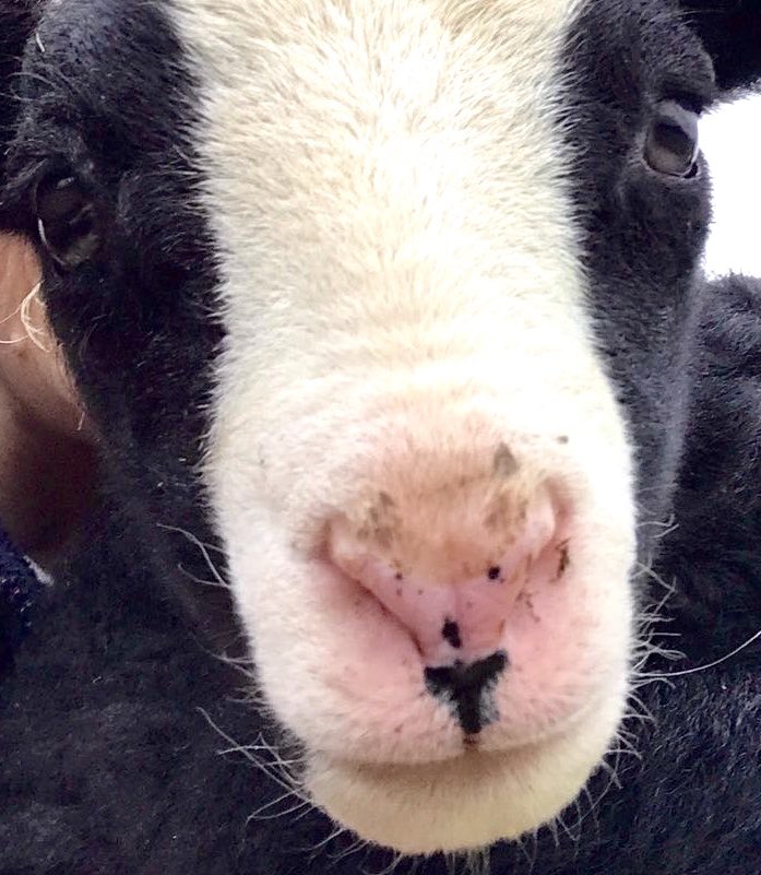 A lamb nose