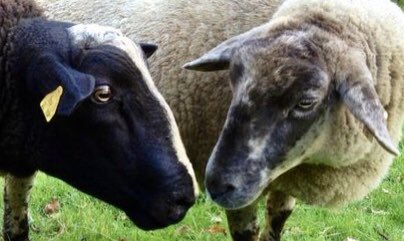 A sheep nose to nose