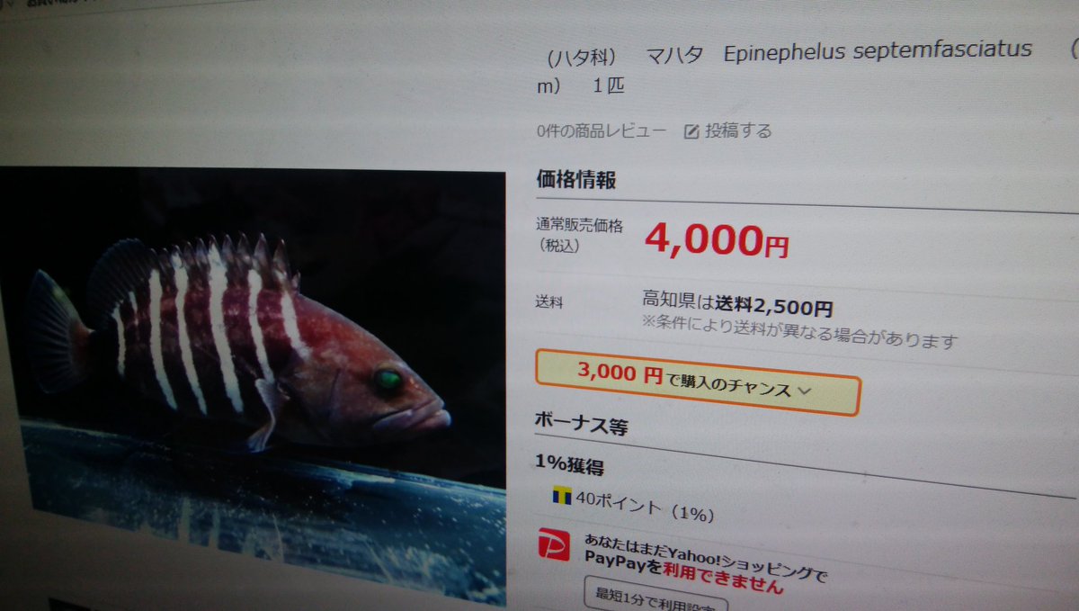 Akkiあっきー 変 釣り師 毛ガシラ同好会 最近多いマハタ幼魚 アクアリウム価格調べたら 4 000円 驚き 毛ガシラは 18 500円 ﾏｼﾞで ウツボ販売を見て仰天驚いた ゴイシが 75 000円 嘘やろ 究極は W オナガ