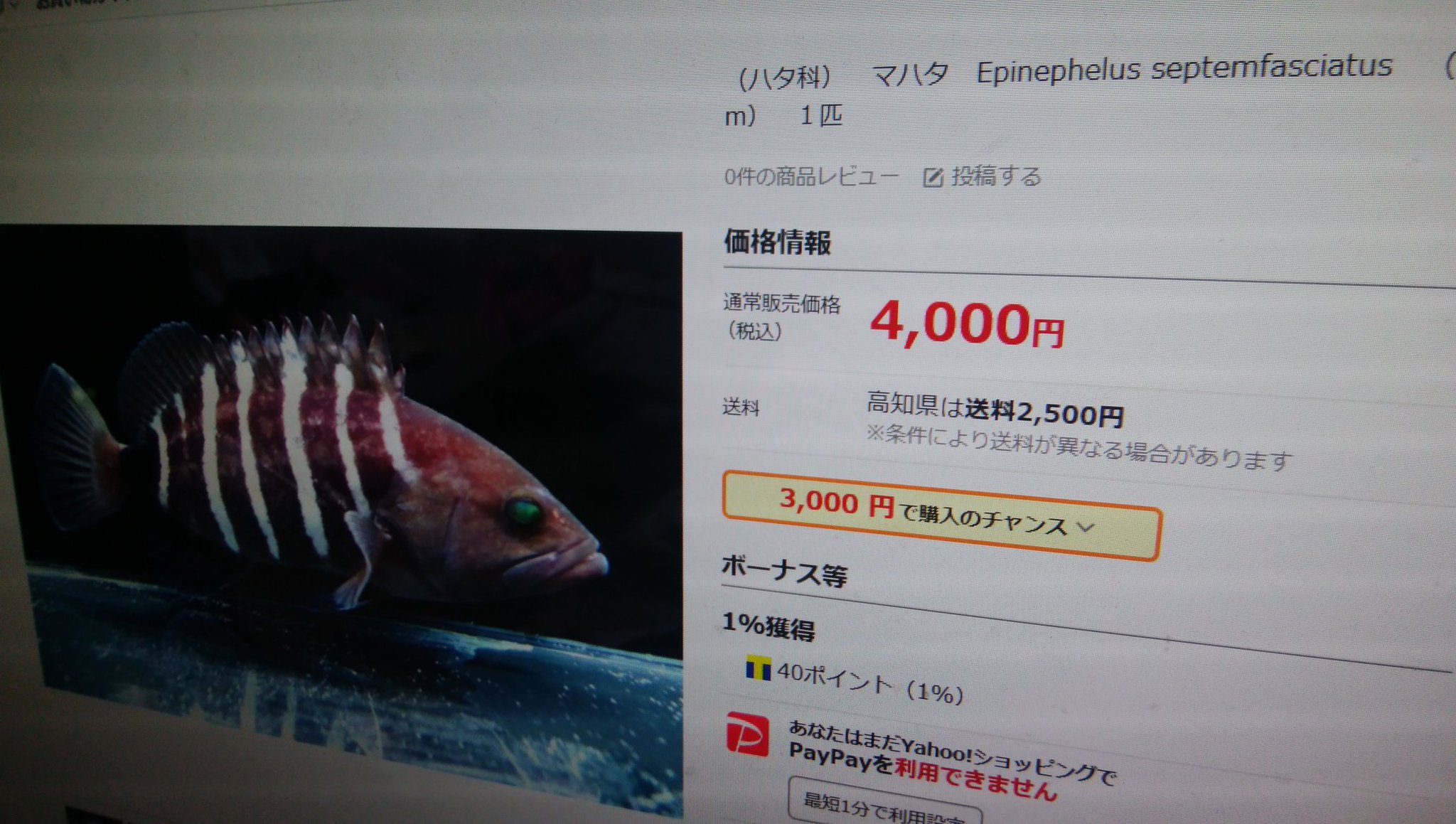 Akkiあっきー 変 釣り師 毛ガシラ同好会 最近多いマハタ幼魚 アクアリウム価格調べたら 4 000円 驚き 毛ガシラは 18 500円 マジで ウツボ販売を見て仰天驚いた ゴイシが 75 000円 嘘やろ 究極は W オナガ Akkiあっきー 変 釣り師 毛ガシラ同好会 最近多いマハタ幼魚 アクアリウム価格調べたら 4 000円 驚き 毛ガシラは 18 500円 マジで ウツボ販売を見て仰天驚いた ゴイシが 75 000円 嘘やろ 究極は W オナガ