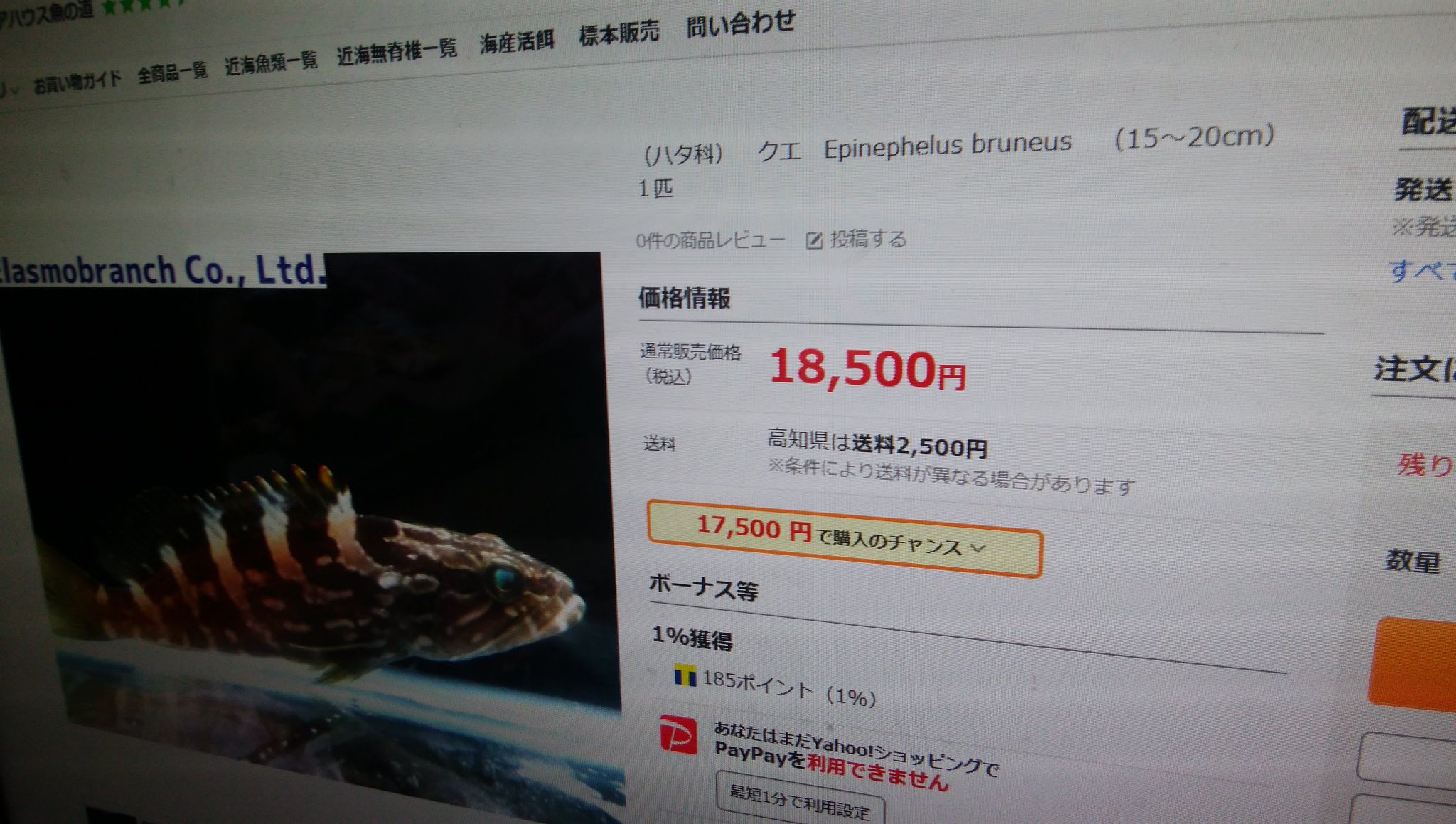 Akkiあっきー 変 釣り師 毛ガシラ同好会 最近多いマハタ幼魚 アクアリウム価格調べたら 4 000円 驚き 毛ガシラは 18 500円 マジで ウツボ販売を見て仰天驚いた ゴイシが 75 000円 嘘やろ 究極は W オナガ Akkiあっきー 変 釣り師 毛ガシラ同好会 最近多いマハタ幼魚 アクアリウム価格調べたら 4 000円 驚き 毛ガシラは 18 500円 マジで ウツボ販売を見て仰天驚いた ゴイシが 75 000円 嘘やろ 究極は W オナガ