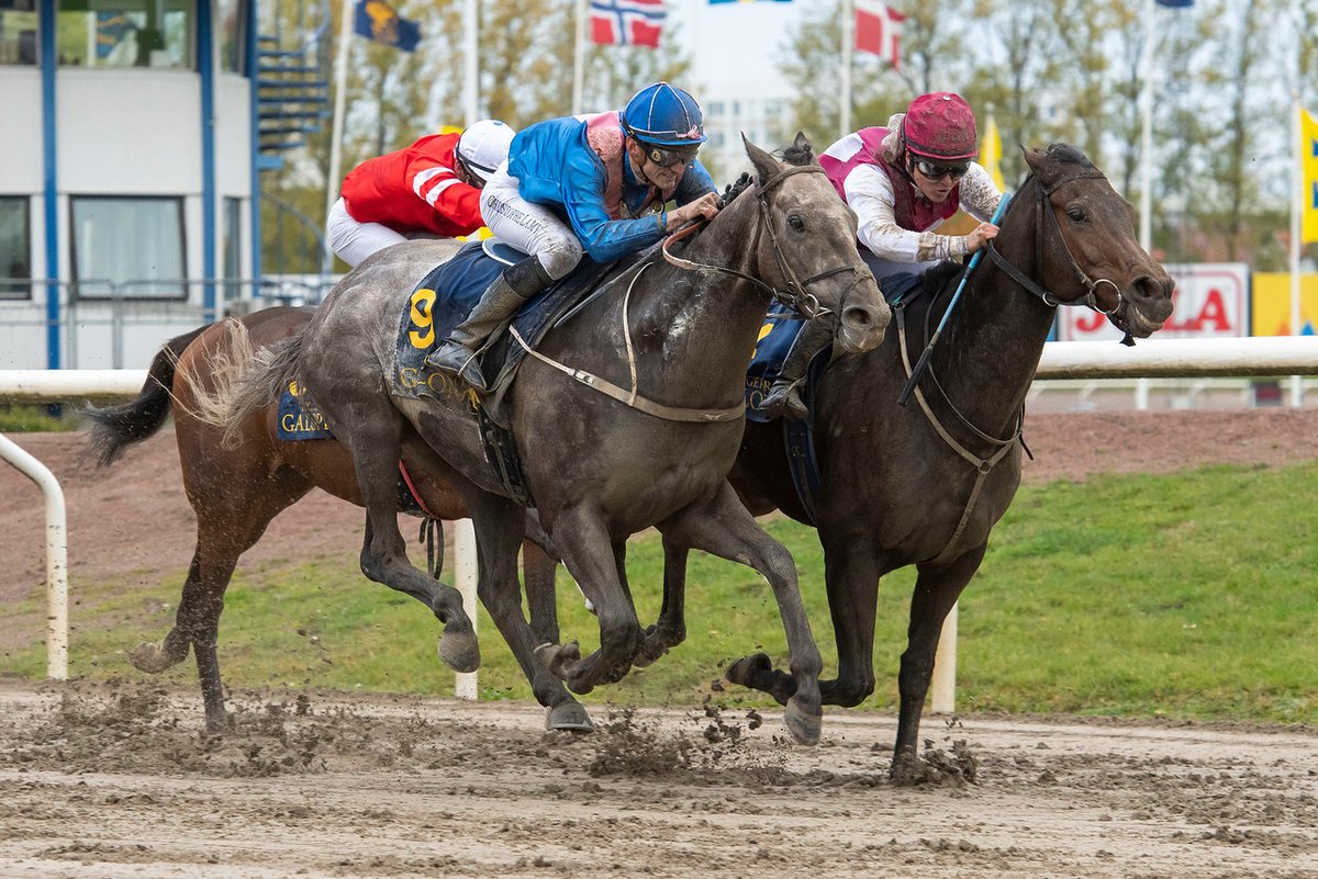 swehorseracing's tweet photo. There will be no live updates on Twitter from the races at #jagersro today. 

Results and replays will be available here: https://t.co/cq7ndPSFor

Full racecard can also be viewed here: https://t.co/I3GuBdKvn6

📷 @galoppbilder

#swedishracing https://t.co/sTREajFMNS