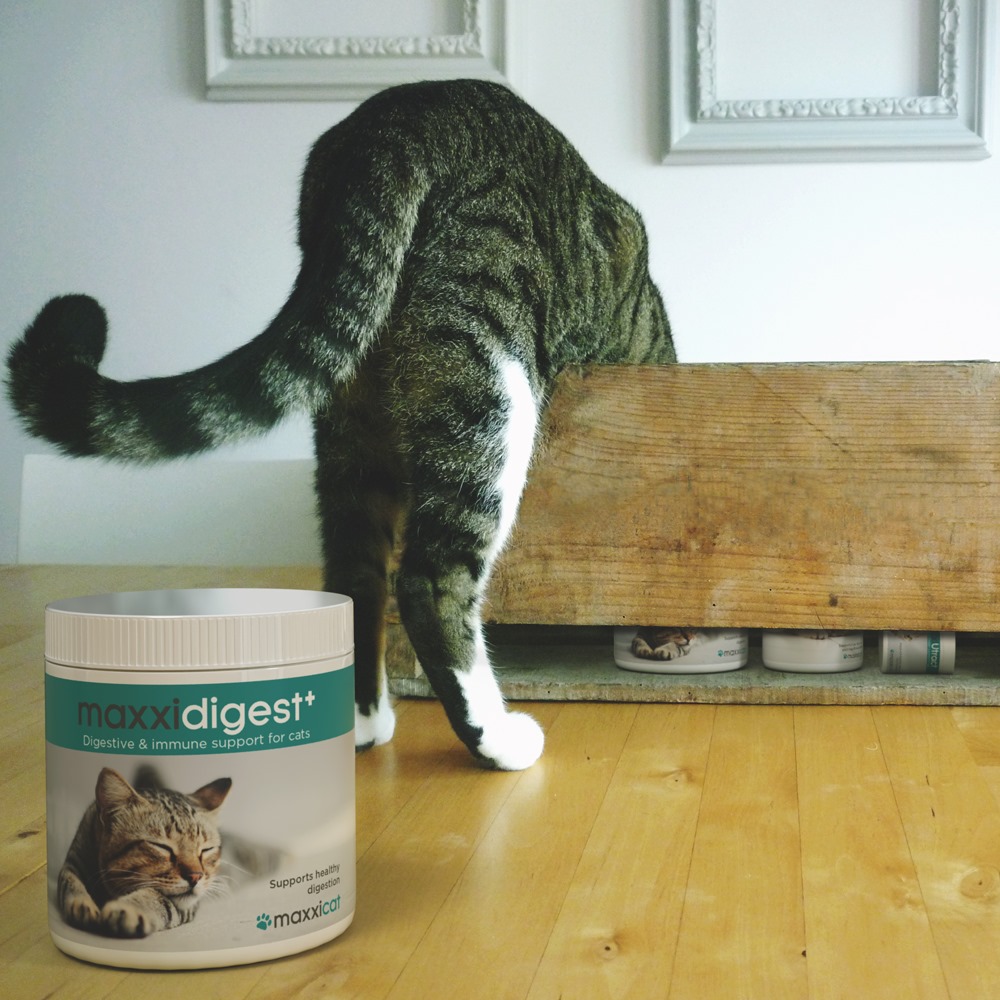 maxxipaws's tweet photo. No need to look any further ;-)
https://t.co/PoTrI5rTFs
#maxxidigest #digestiveaidforcats #catsdigestion #catprobiotics #catdigestivesupplement #felineprobiotics #catdigestivesupport #felinedigestion #catshealth #probioticsforcats #catlovers https://t.co/UfOPTBrNTD