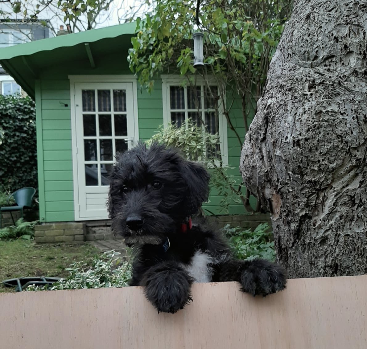 Dick King-Smith HQ tweet media