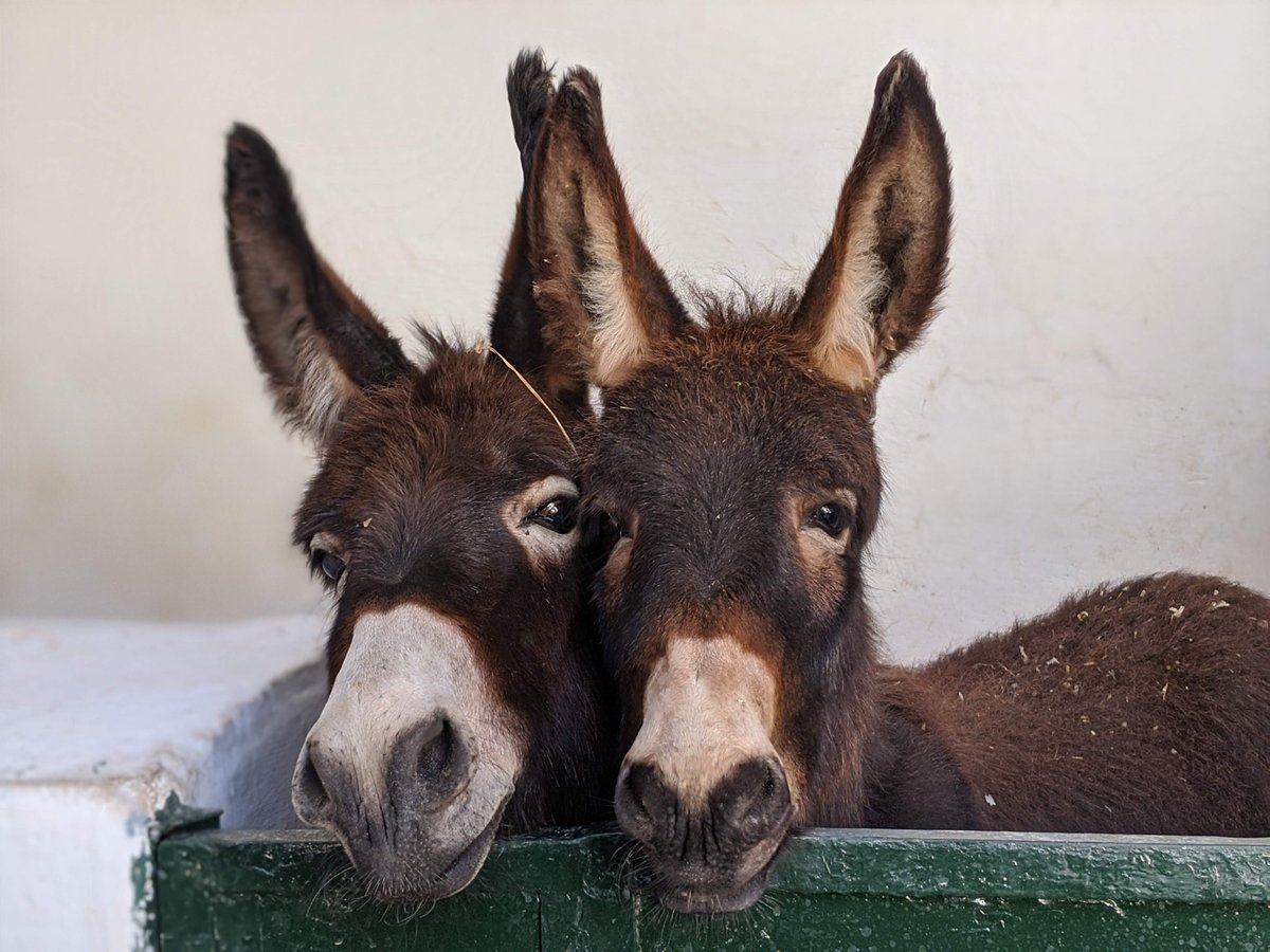 Happy Wednesday from these adorable donkey friends! They are just two of the 388,702 animals we were able to help last year, thanks to the kindness and generosity of our loyal supporters.