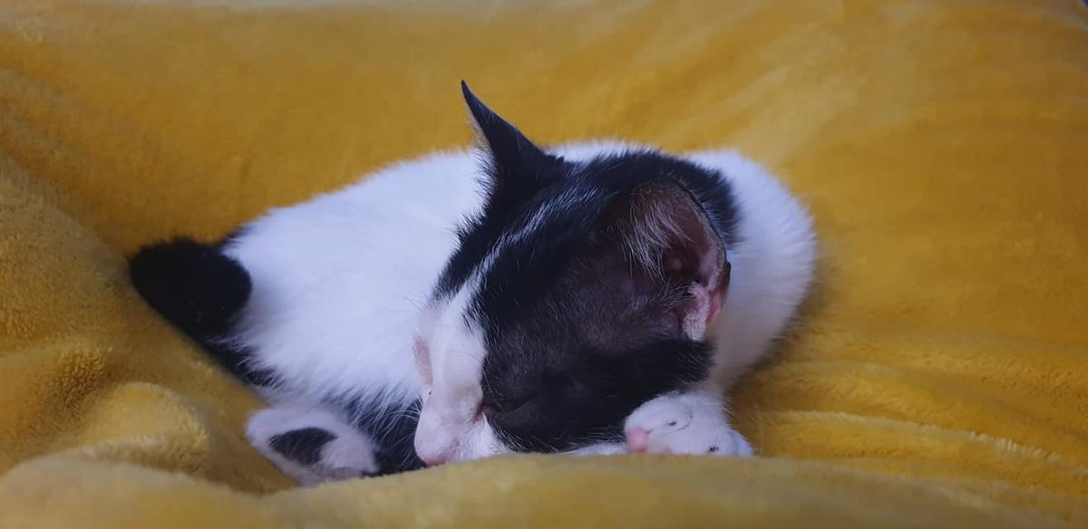ProteVagabundo's tweet photo. Esta es Caramelo y no entendemos como nadie se ha fijado en ella!! Es juguetona ,cariñosa...De verdad mientras no haya adopciones no podemos seguir salvando otros ☹️Quien será la familia afortunada de tener a Caramelo en su vida?657073992 https://t.co/gthXbwQ0d0