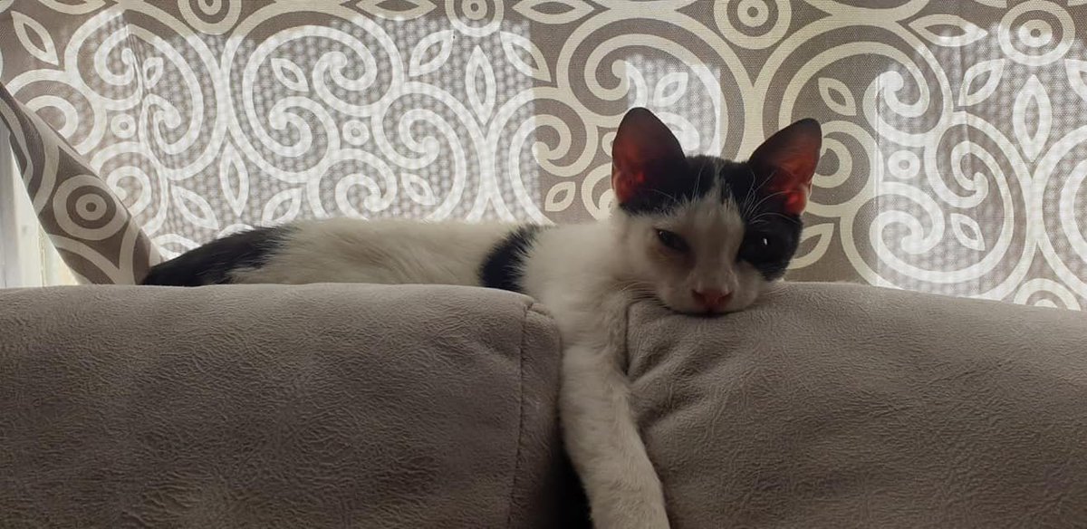 ProteVagabundo's tweet photo. Esta es Caramelo y no entendemos como nadie se ha fijado en ella!! Es juguetona ,cariñosa...De verdad mientras no haya adopciones no podemos seguir salvando otros ☹️Quien será la familia afortunada de tener a Caramelo en su vida?657073992 https://t.co/gthXbwQ0d0