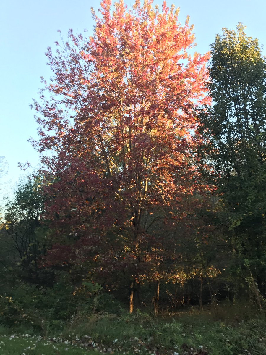 Darryl Hollingsworth (@macmanntnx) on Twitter photo 