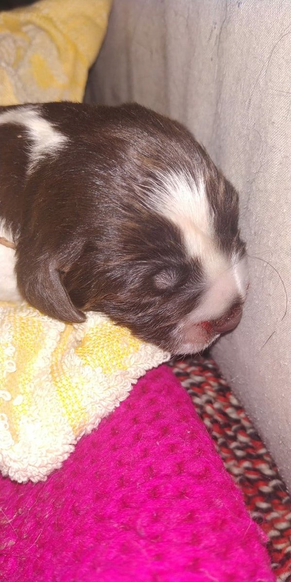 ProteVagabundo's tweet photo. SENTIMOS COMUNICAROS QUE HA VUELTO A PASAR. HAN TIRADO A LA BASURA 3  CACHORROS RECIEN NACIDOS. DOS HAN FALLECIDO Y UNO LUCHA POR SU VIDA. SEGUIREMOS TRABAJANDO PARA EVITAR QUE SIGAN SUCEDIENDO ESTOS HECHOS ATROCES.
Esto está  ocurriendo en #Ciempozuelos Madrid https://t.co/FC247di7z9