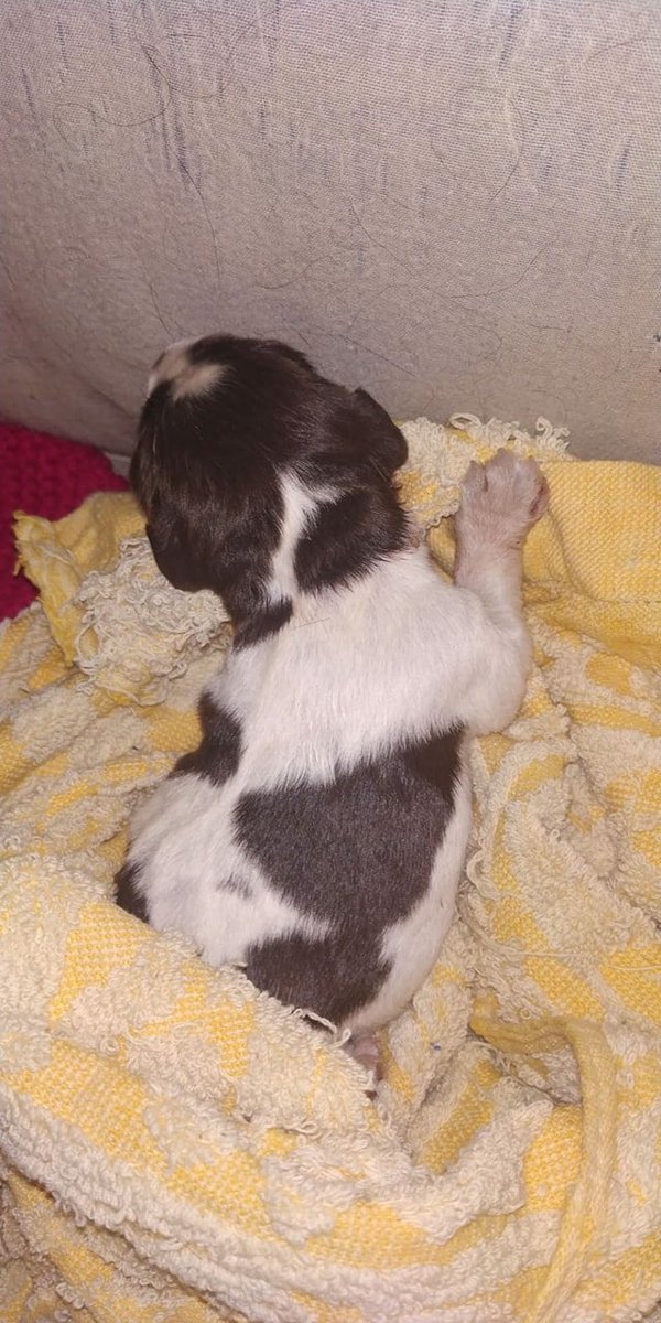 SENTIMOS COMUNICAROS QUE HA VUELTO A PASAR. HAN TIRADO A LA BASURA 3  CACHORROS RECIEN NACIDOS. DOS HAN FALLECIDO Y UNO LUCHA POR SU VIDA. SEGUIREMOS TRABAJANDO PARA EVITAR QUE SIGAN SUCEDIENDO ESTOS HECHOS ATROCES.
Esto está  ocurriendo en #Ciempozuelos Madrid
