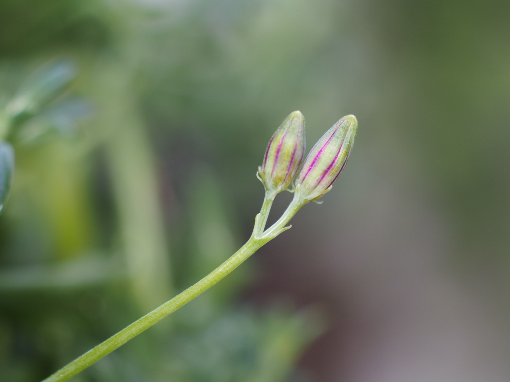 tinyurbanfarmer's tweet photo. I love these String of Dolphins flowers 

I also have 50% off in my store at the moment if you would like to pick up some early gifts for yourself for Christmas or just because. 

#succulents #cactus #plants #tinyurbanfarmer #macrophotography #flowers 
#indoorplants #houseplants https://t.co/CzWHBvERPd