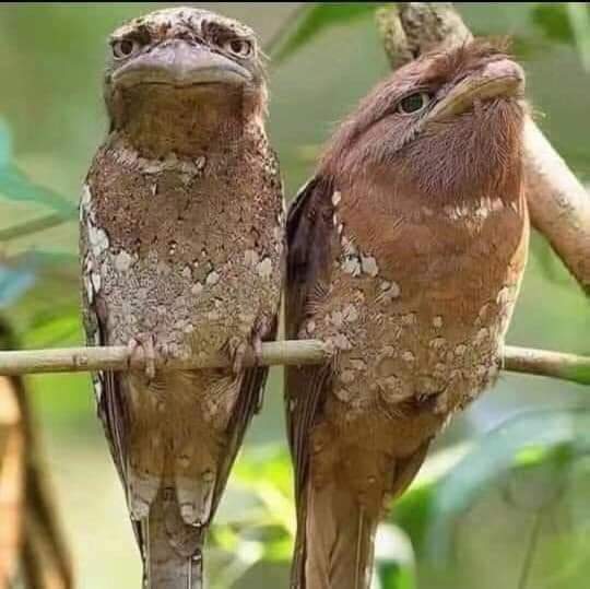 طائر النكد وزوجته المصون يعيش في سريلانكا وجنوب الهند وهو دائما متنكد وزهجان وكرهان عيشتو وهو يأتي في المرتبة التانية بعد المواطن السوداني