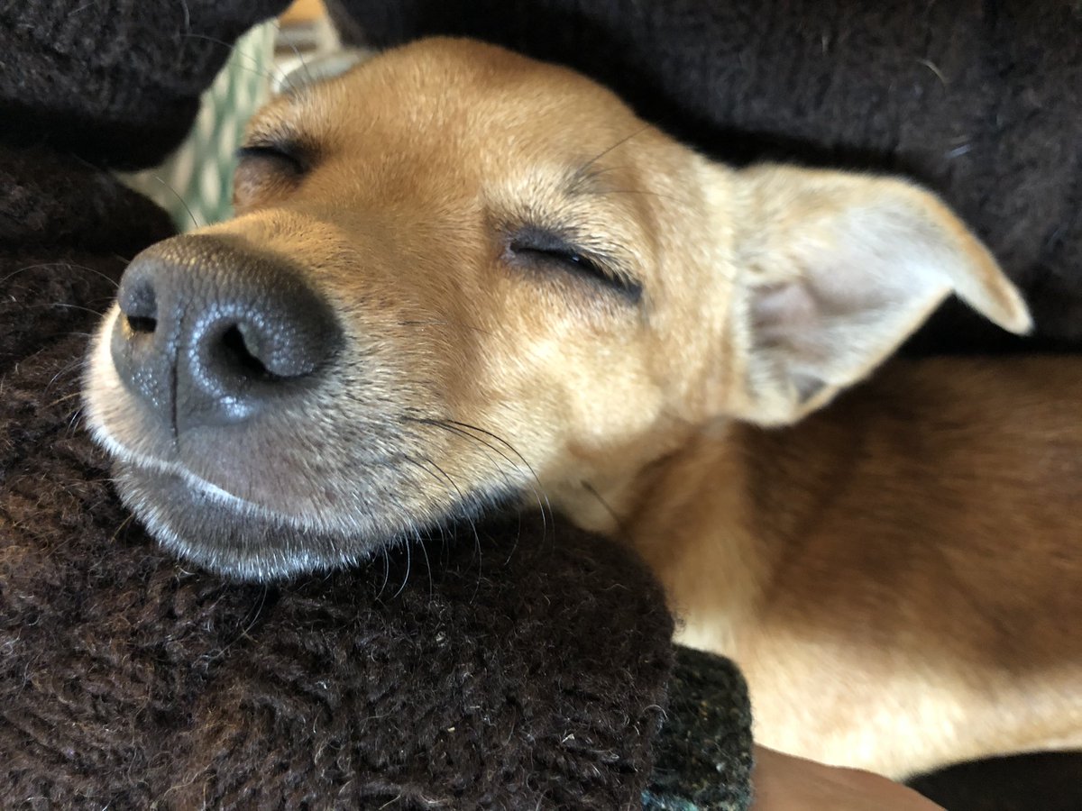 A sleeping Maya nose